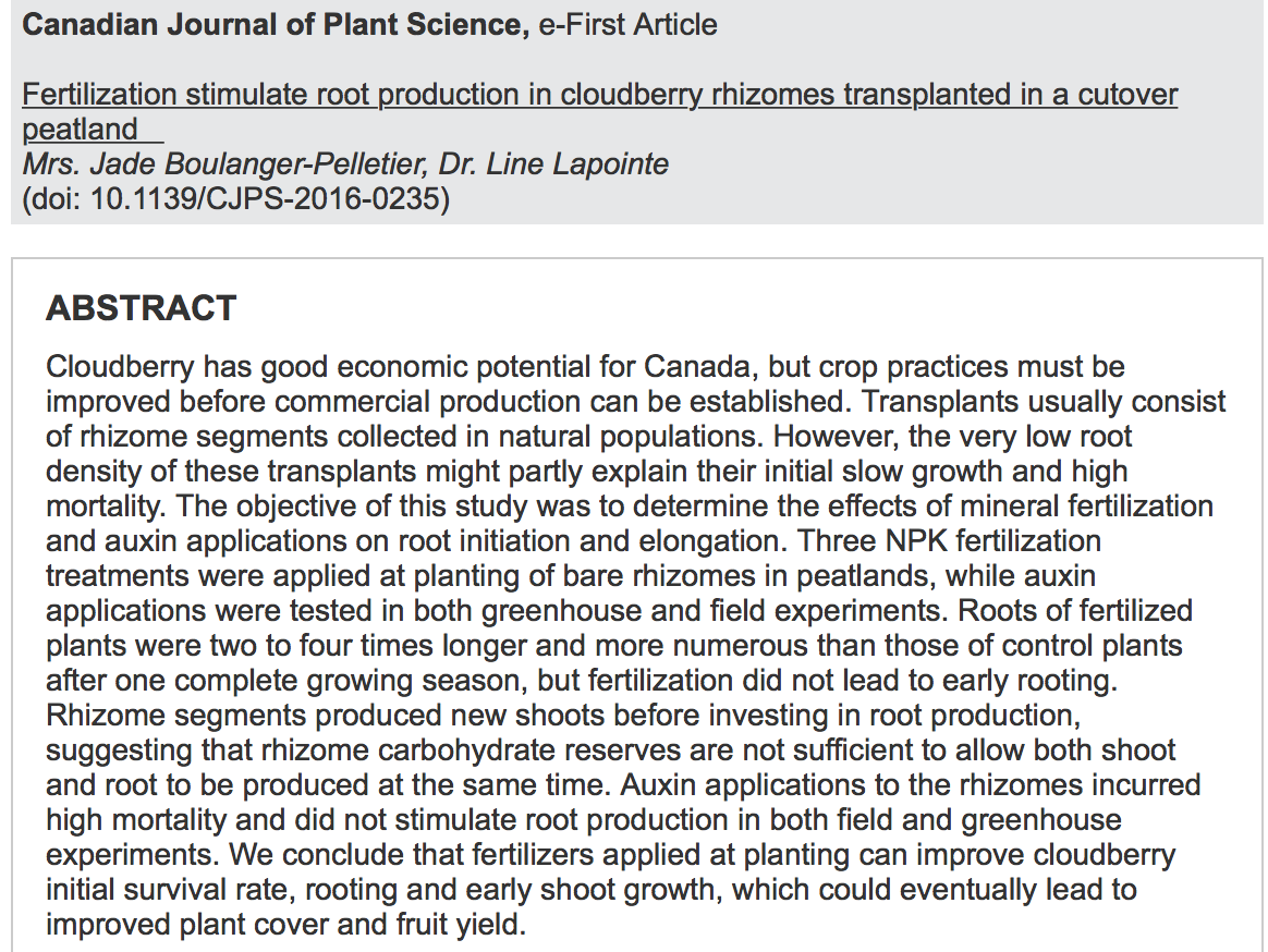 Rubus chamaemorus rhizome development